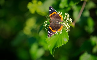 painted lady butterfly perching on white flower during daytime HD wallpaper